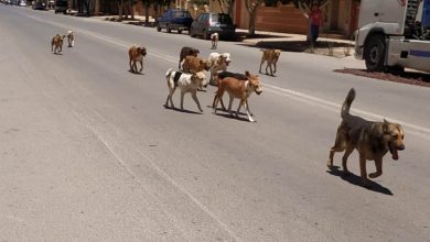 تارودانت : هجوم كلب ضال يتسبب في وفاة تلميذة