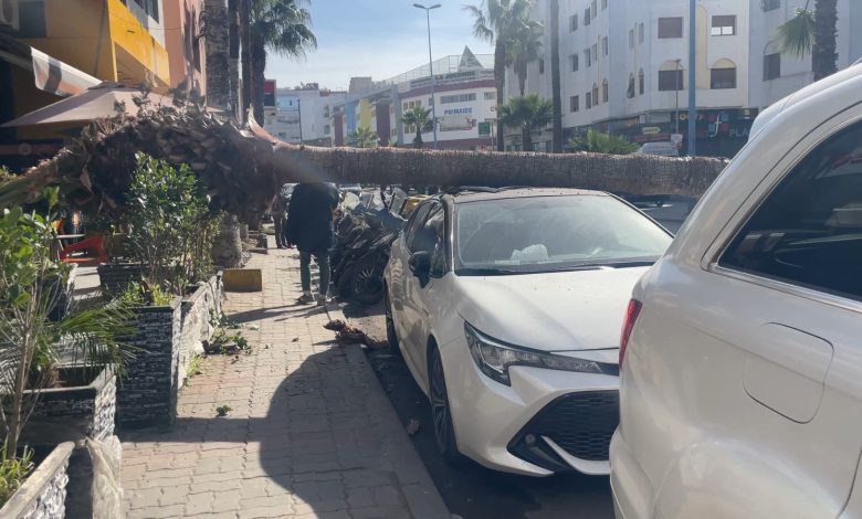 البيضاء.. سقوط شجرة يتسبب في خسائر مادية بالشارع العام (صور)